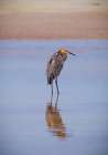 USA, Florida, Fort de Soto, a Reddish Egret standing in the water in early morning golden light. Art Print